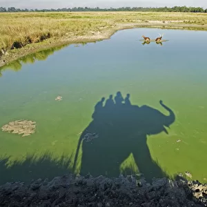 Shadow of trained Indian elephant (Elephas maximus) carrying wildlife watchers, in