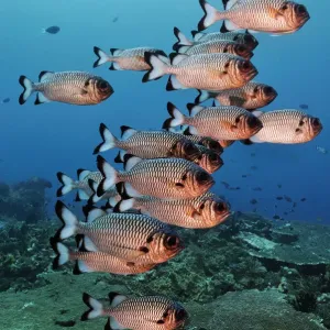 Shadowfin soldierfish (Myripristis adusta) schooling over coral reef. Dampier Strait Shadowfin soldierfish (Myripristis adusta) schooling over coral reef. Dampier Strait