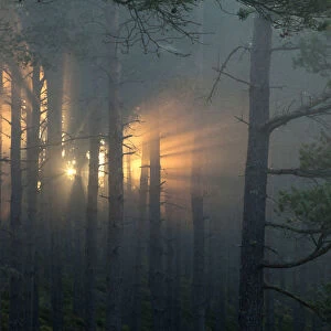 Shafts of sunlight in pine forest at dawn, Strathspey, Cairngorms National Park, Scotland