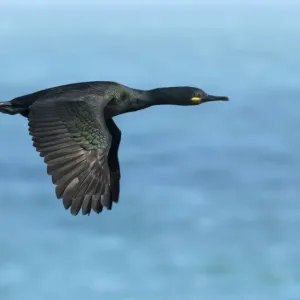 Shag in Flight Print Shag in Flight Print