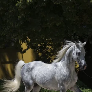 A Shagya Arab stallion (Equus caballlus) is shown in hand in the courtyard of the