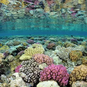 Piso de arrecife coralino somero con corales (Pocillopora damicornis, Acropora humilis y Pocillopora verrucosa) en luz del atardecer. Gordon Reef, Estrecho de Tiran, Sinaí, Egipto. Golfo de Aqaba, Mar Rojo. Piso de arrecife coralino somero con corales (Pocillopora damicornis, Acropora humilis y Pocillopora verrucosa) en luz del atardecer. Gordon Reef, Estrecho de Tiran, Sinaí, Egipto. Golfo de Aqaba, Mar Rojo.