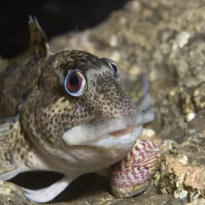 Shanny (Lipophrys pholis) in a crevice in a harbour wall, Bovisand Harbour, Plymouth