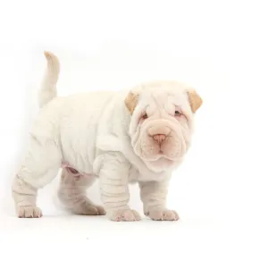 Shar Pei puppy standing