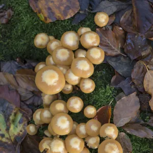 Sheathed Woodtuft fungi (Kuehneromyces mutabilis) Surrey, England, UK, November