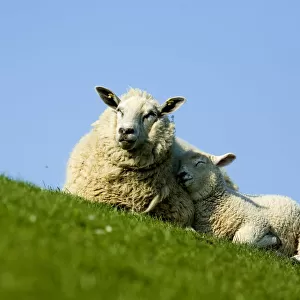 Sheep with lamb, Westerhever, Germany, April 2009