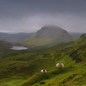 Sheep (Ovis aries) resting on the Quiraing mountains with low cloud cover, Isle of Skye
