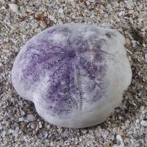 Conchiglia di Spatangus purpureus (Spatangus purpureus) Isole del Canale, Regno Unito. Conchiglia di Spatangus purpureus (Spatangus purpureus) Isole del Canale, Regno Unito.