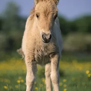 Shetland pony (Equus caballus) foal, UK