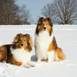 Two Shetland sheepdogs sitting and lying down in snow, portrait, Waterford, Connecticut, USA. December Two Shetland sheepdogs sitting and lying down in snow, portrait, Waterford, Connecticut, USA. December
