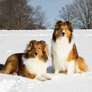 Two Shetland sheepdogs sitting and lying down in snow, portrait, Waterford, Connecticut, USA. December