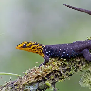 Shieldhead gecko print on branch, Ecuador Shieldhead gecko print on branch, Ecuador