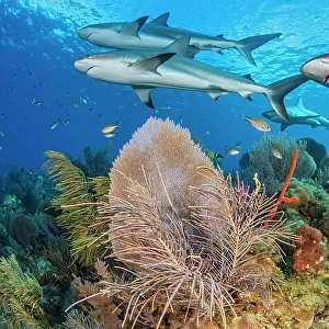 A shiver of Caribbean reef sharks (Carcharhinus perezi) swim over a coral reef with Common sea fans (Gorgonia ventalina) and sea plumes (Pseudopterogorgia sp). Jardines de la Reina, Gardens of the Queen National Park, Cuba. Caribbean Sea
