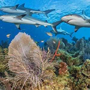 A shiver of Caribbean reef sharks (Carcharhinus perezi) swim over a coral reef with