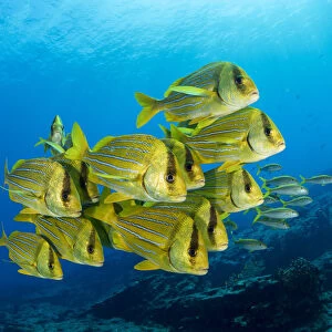 Shoal of colorful yellow fish Panamic porkfish (Anisotremus taeniatus), Cabo Pulmo