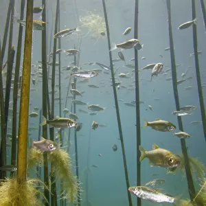 Shoal of Lake Ohrid bleak (Alburnus scoranza) swimming amongst Giant reeds (Arundo