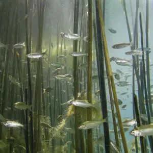 Shoal of Lake Ohrid bleak (Alburnus scoranza) swimming amongst Giant reeds (Arundo Shoal of Lake Ohrid bleak (Alburnus scoranza) swimming amongst Giant reeds (Arundo
