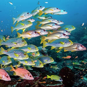 Shoal of large reef fish including Onespot snapper (Lutjanus monostigma), Oriental sweetlips (Plectorhinchus vittatus) and Sabre squirrelfish (Sargocentron spiniferum) on a coral reef cleaning station, Ari Atoll, Maldives, Indian Ocean