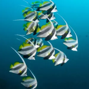 Shoal of Longfin bannerfish (Heniochus acuminatus) Maldives, Indian Ocean Shoal of Longfin bannerfish (Heniochus acuminatus) Maldives, Indian Ocean