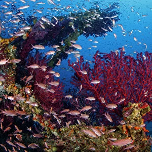Shoal of Mediterranean Fairy basslet (Anthias anthias) swimming between Red gorgonian (Paramuricea clavata) that have colonised the crossbars of a sunken electricity pylon that fell into the sea during a storm, Capri Island, Costa Amalfitana, Italy