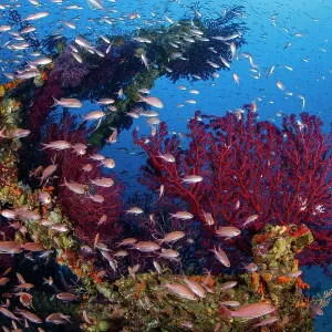 Shoal of Mediterranean Fairy basslet (Anthias anthias) swimming between Red gorgonian (Paramuricea clavata) that have colonised the crossbars of a sunken electricity pylon that fell into the sea during a storm, Capri Island, Costa Amalfitana, Italy Shoal of Mediterranean Fairy basslet (Anthias anthias) swimming between Red gorgonian (Paramuricea clavata) that have colonised the crossbars of a sunken electricity pylon that fell into the sea during a storm, Capri Island, Costa Amalfitana, Italy