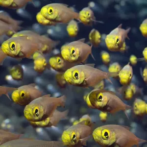 Shoal of pygmy sweepers (Parapriacanthus ransonetti), Andaman Sea, Thailand Shoal of pygmy sweepers (Parapriacanthus ransonetti), Andaman Sea, Thailand
