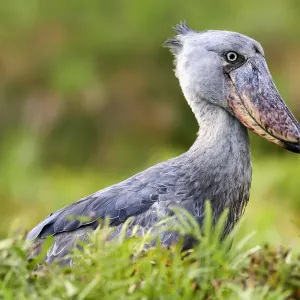 特撮 Shoebill 特撮 Shoebill 特撮 Shoebill Phat Whalehead shoebilled stork