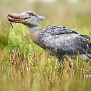 Shoebill stork Print, eating a fish in the swamps of Mabamba, Lake Victoria