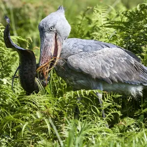 Shoebill stork Print: Spotted African lungfish feeding scene Shoebill stork Print: Spotted African lungfish feeding scene
