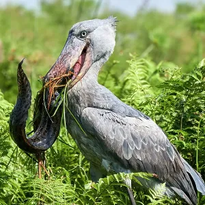 Shoebill stork Print: Female feeding on Spotted African lungfish Shoebill stork Print: Female feeding on Spotted African lungfish