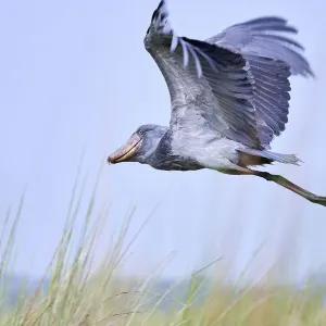 Shoebill stork flying Print, Mabamba swamps, Lake Victoria