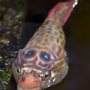 Shore Clingfish (Lepadogaster lepadogaster). Channel Islands, UK, April Shore Clingfish (Lepadogaster lepadogaster). Channel Islands, UK, April