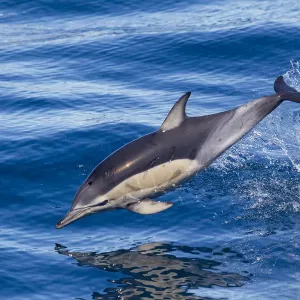 Dauphin commun à bec court (Delphinus delphis) brisant la surface et sautant hors de l'eau. Dauphin commun à bec court (Delphinus delphis) brisant la surface et sautant hors de l'eau.