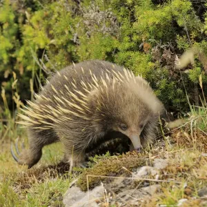 Short-beaked echidna digging print, Tasmania Short-beaked echidna digging print, Tasmania