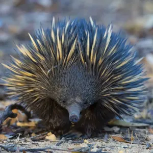 Short-beaked echidna (Tachyglossus aculeatus) foraging in leaf litter, Dryandra Woodland, Western Australia Short-beaked echidna (Tachyglossus aculeatus) foraging in leaf litter, Dryandra Woodland, Western Australia