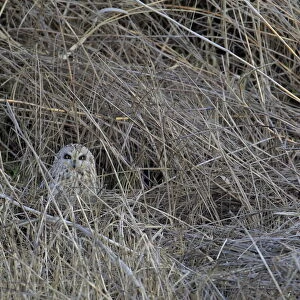 Short-eared owl (Asio flammeus) camouflaged, Donana Natural Park, Andalusia, Spain