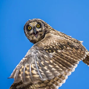 Short-eared owl (Asio flammeus) in flight, Santa Fe Island, Galapagos