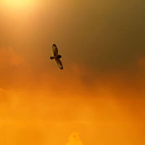 Short-eared owl (Asio flammeus) in flight, backlit, at dusk, Lincolnshire, UK, March