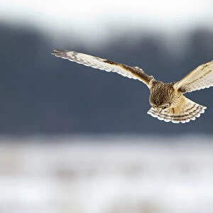 Short-eared owl (Asio flammeus) in flight, hunting, Worlaby Carr, Lincolnshire, England