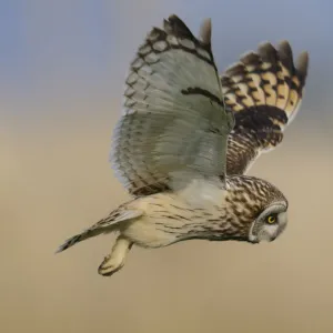 Short eared owl (Asio flammeus) in flight over marshland, Vendee, west France, April