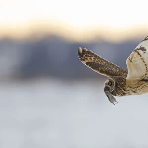 Short-eared owl (Asio flammeus) flying with dead vole held in its beak, Worlaby Carr