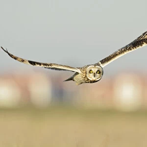 Short-eared owl (Asio flammeus) hunting over farmland, with Burnham-on-Crouch in background