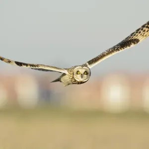 Short-eared owl (Asio flammeus) hunting over farmland, with Burnham-on-Crouch in background Short-eared owl (Asio flammeus) hunting over farmland, with Burnham-on-Crouch in background