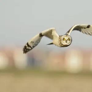 Short-eared owl (Asio flammeus) hunting over farmland, with Burnham-on-Crouch in background