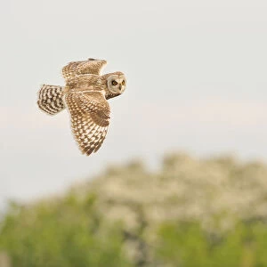 Short-eared owl (Asio flammeus) hunting over machair grassland, North Uist, Outer Hebrides