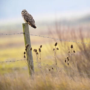 Short-eared-owl (Asio flammeus) looking for prey from fence post, Vendee, France, January