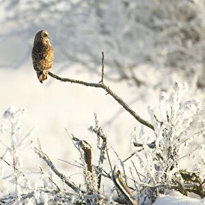 Short-eared owl (Asio flammeus) perched on a branch, Worlaby Carr, Lincolnshire, England