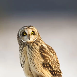 Short-eared owl (Asio flammeus) perched on a fence post, Worlaby Carr, Lincolnshire