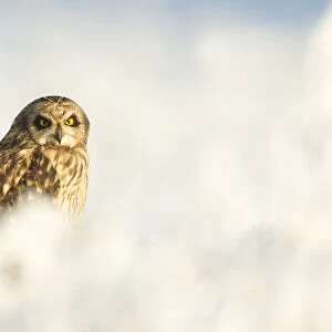 Short-eared owl (Asio flammeus) in the snow, Worlaby Carr, Lincolnshire, England