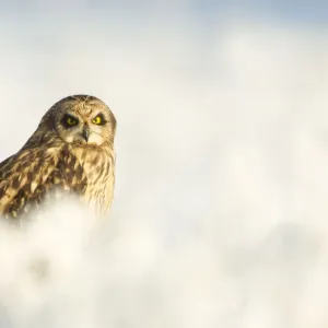 Short-eared owl (Asio flammeus) in the snow, Worlaby Carr, Lincolnshire, England Short-eared owl (Asio flammeus) in the snow, Worlaby Carr, Lincolnshire, England